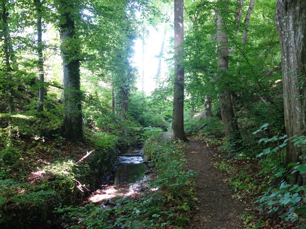 Pfad am Fürtlibach