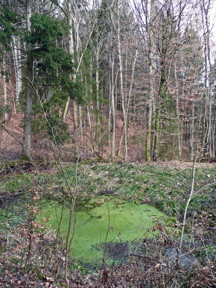 grüner Teich