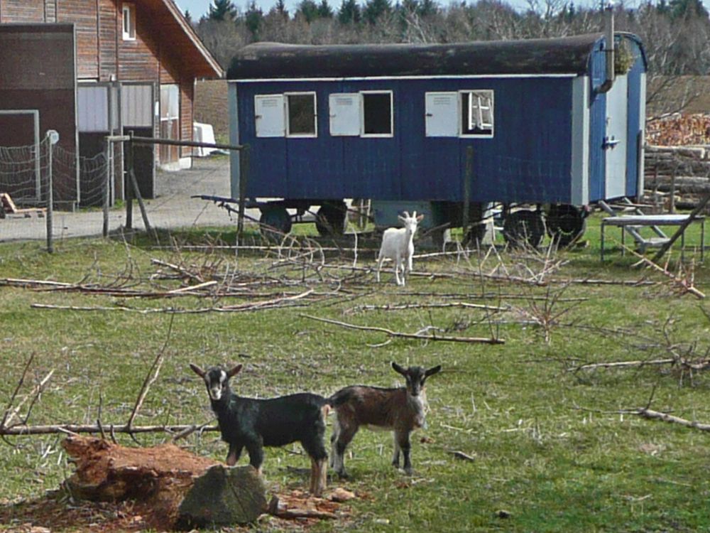 Ziegen in Langenmoos