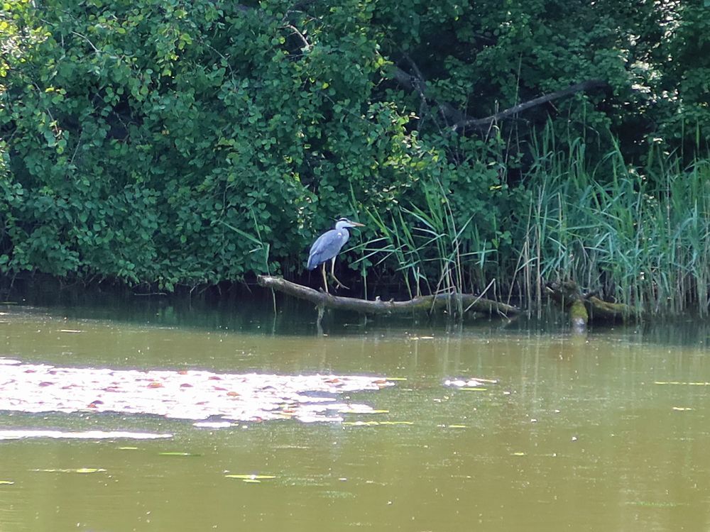 Reiher am Alte Weier