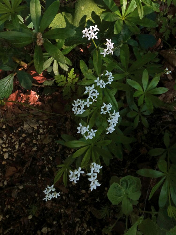 Waldblumen