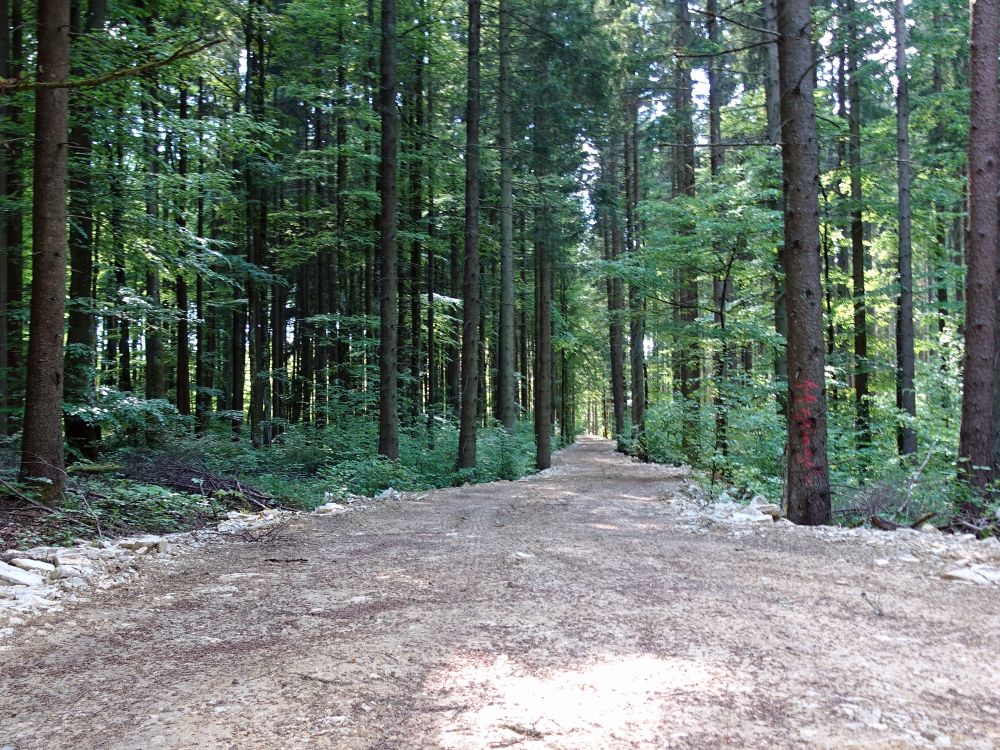 neuer Waldweg