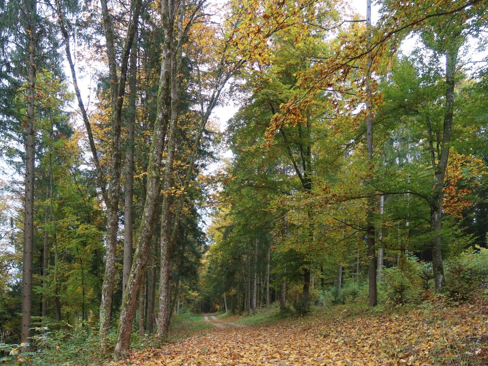 Waldweg