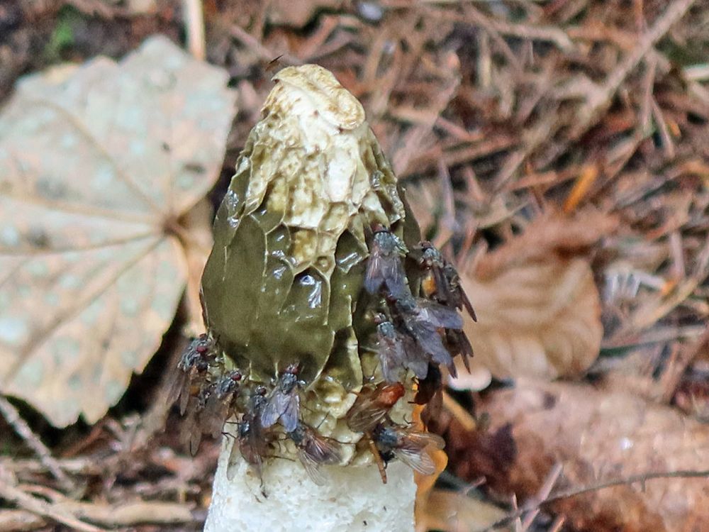 Pilz mit Fliegen