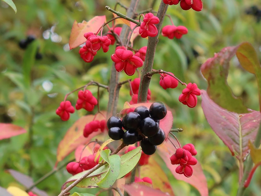 Pfaffenhütchen und schwarze Beeren