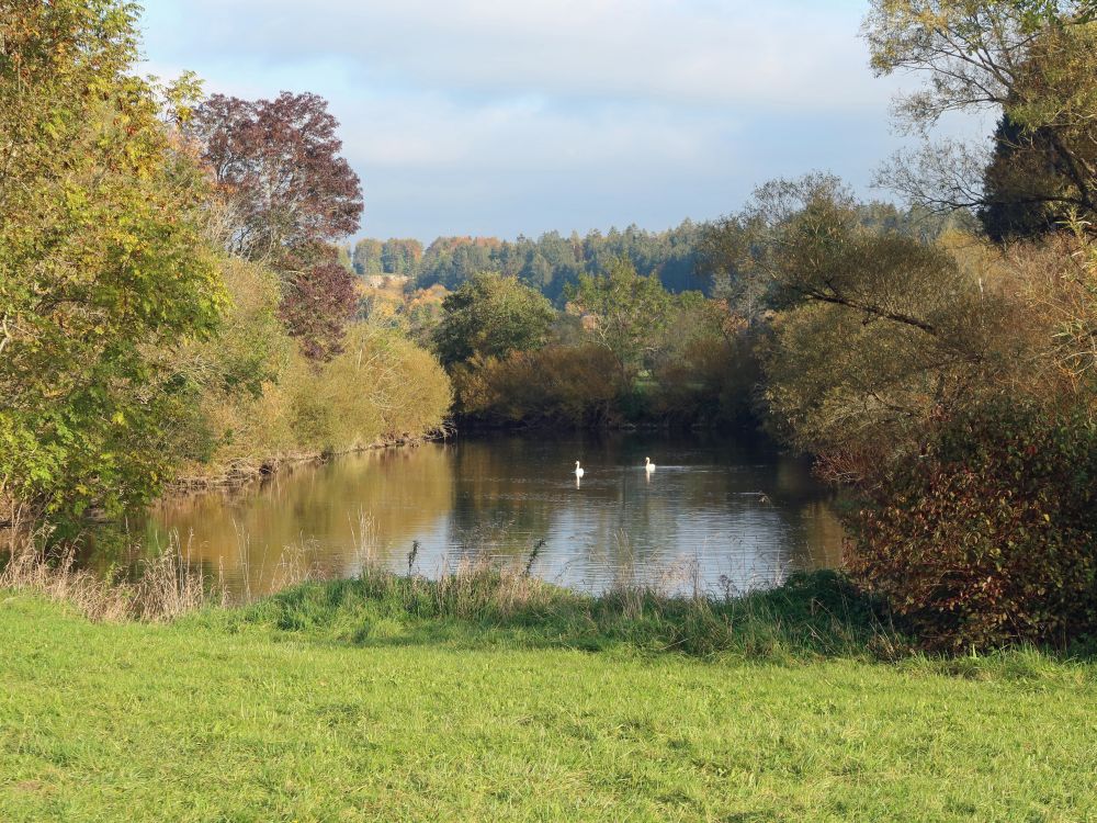 Schwäne auf der Donau