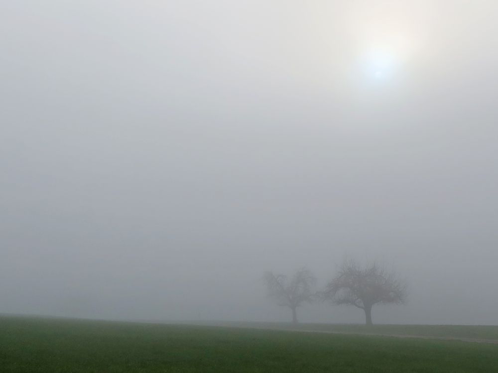 Bäume im Nebel