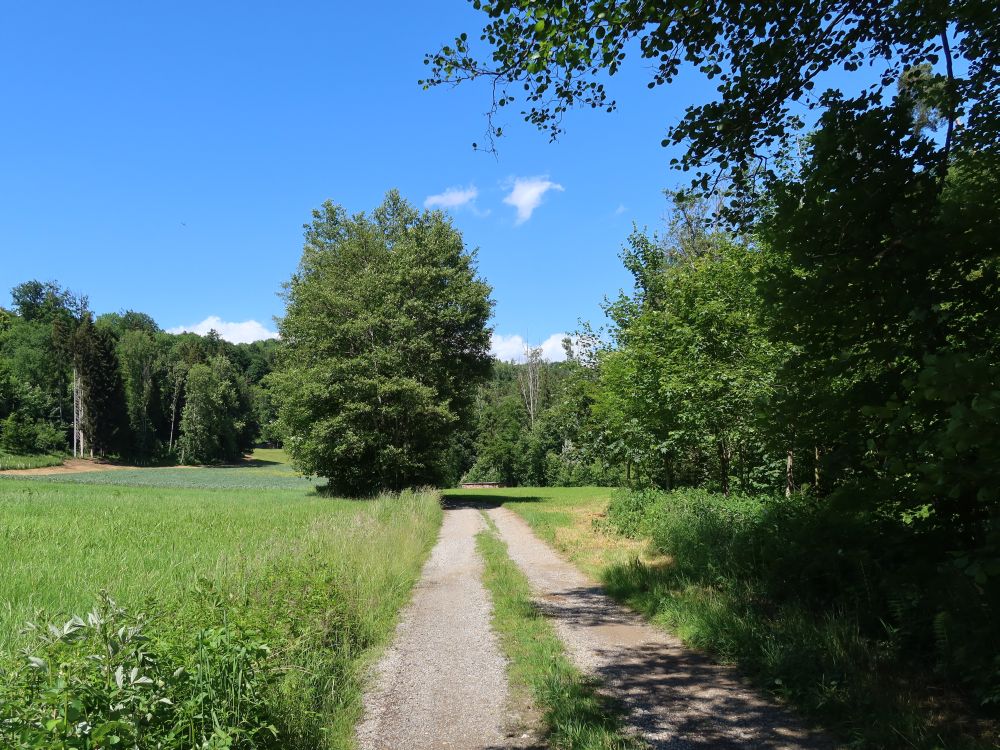 Wirtschaftsweg im Längenbachtal