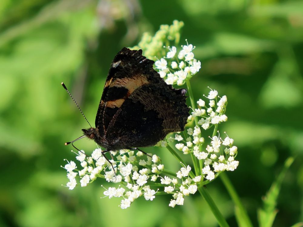 Schmetterling