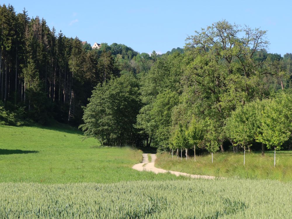 Schloss Hohenfels über dem Längental