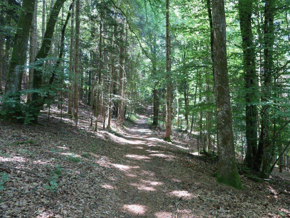Waldweg