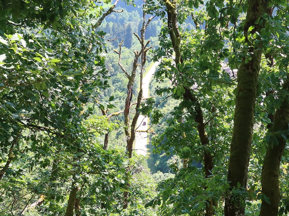 Strasse zwischen den Ästen