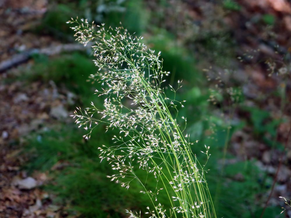 Gras