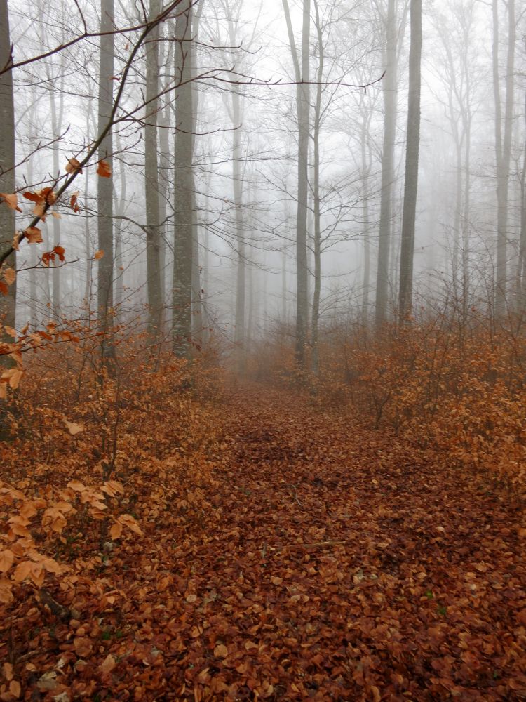 Herbstwald im Josumsatt