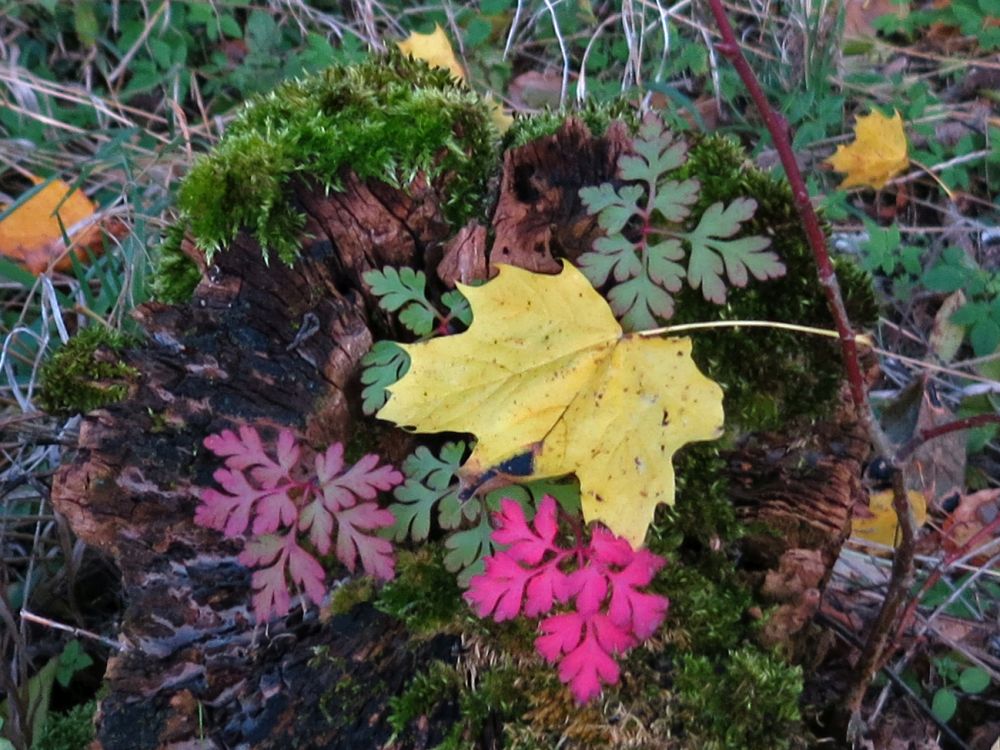 Herbstblätter