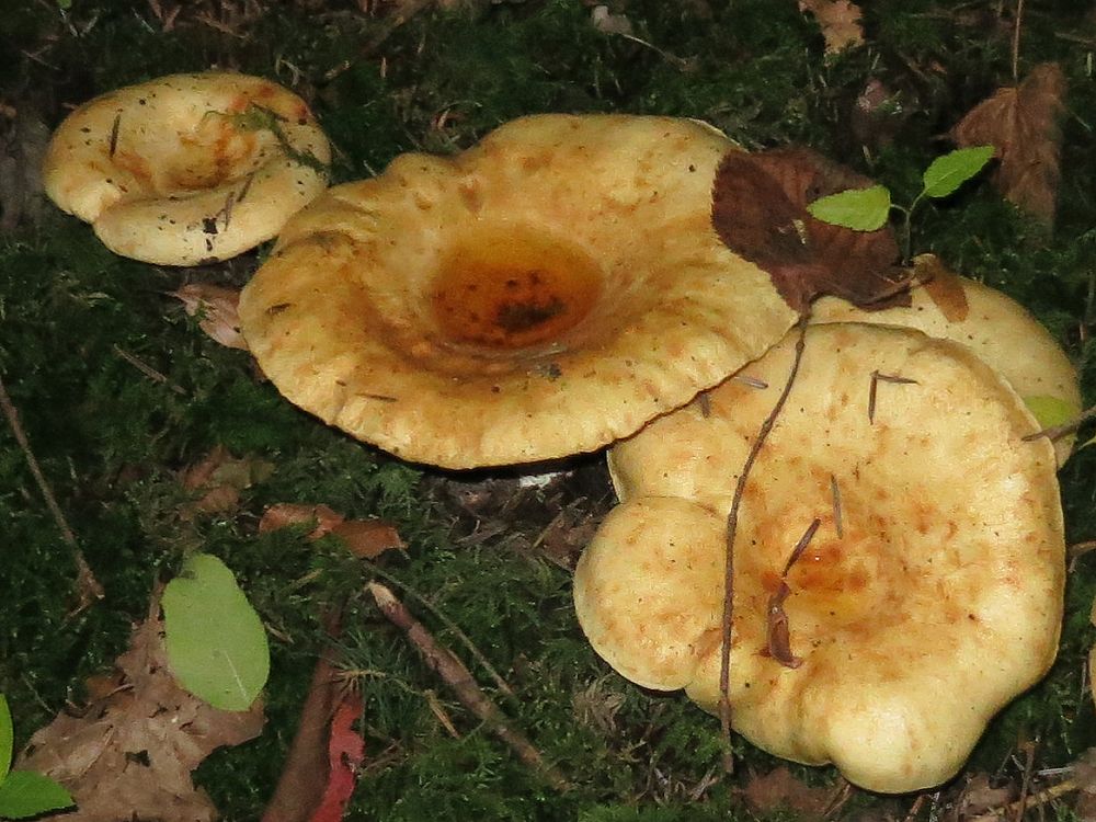 Pilze