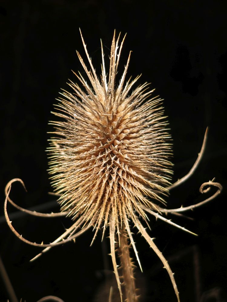 Distel