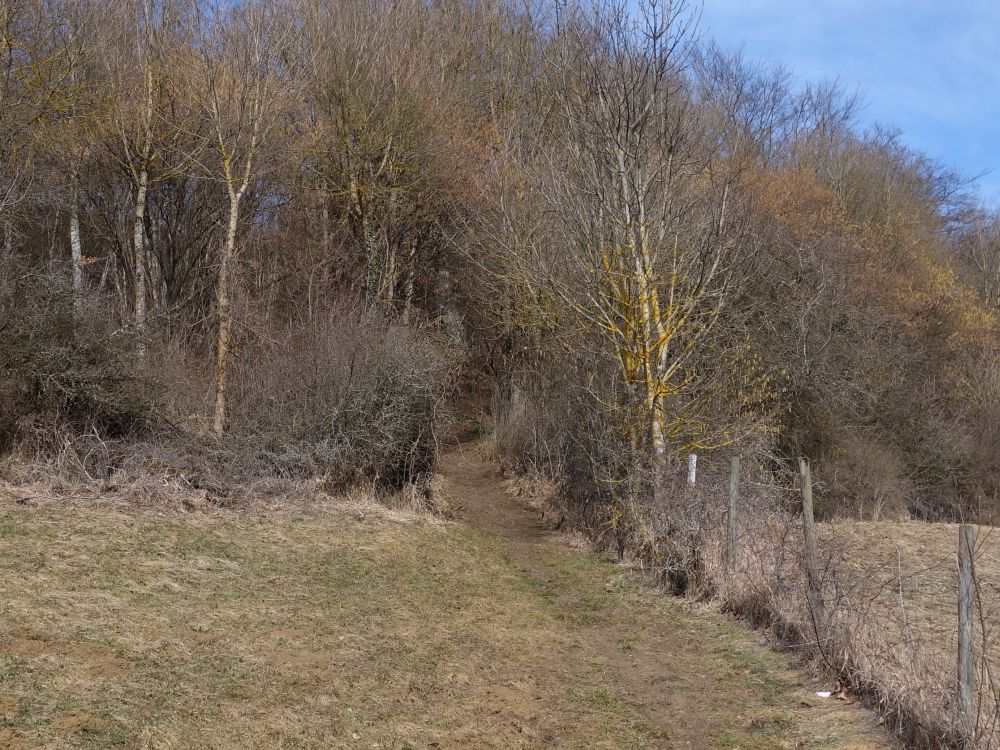 Pfad durchs Gestrüpp
