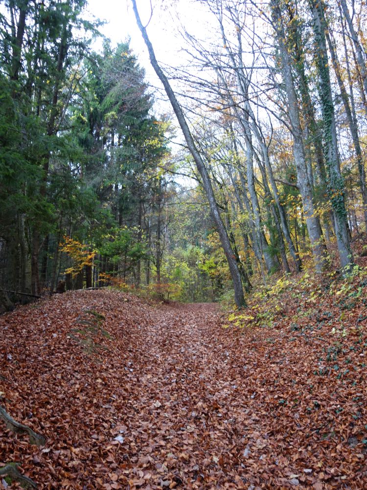 Waldweg