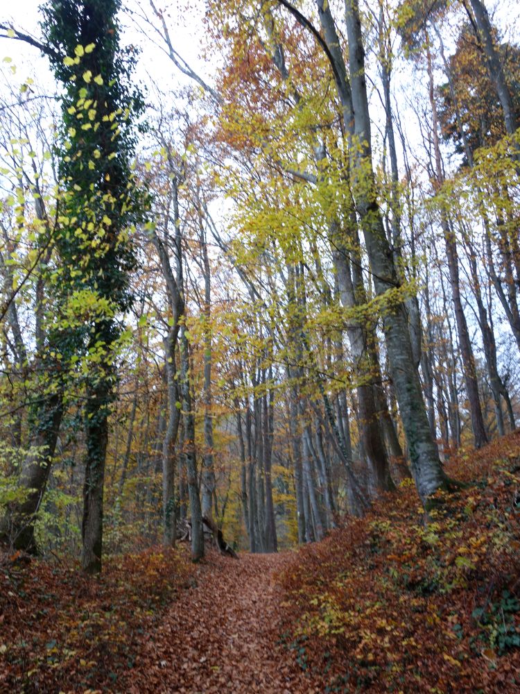 Herbstwald