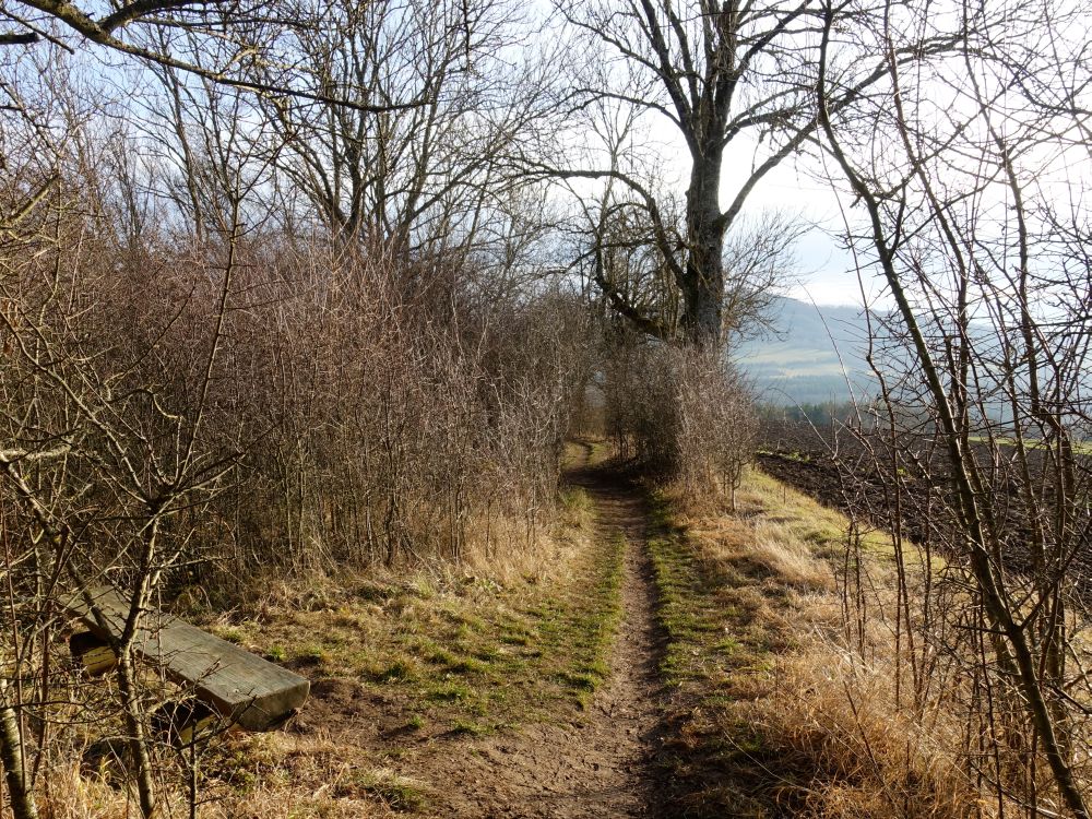 Pfad und Sitzbank am Waldrand