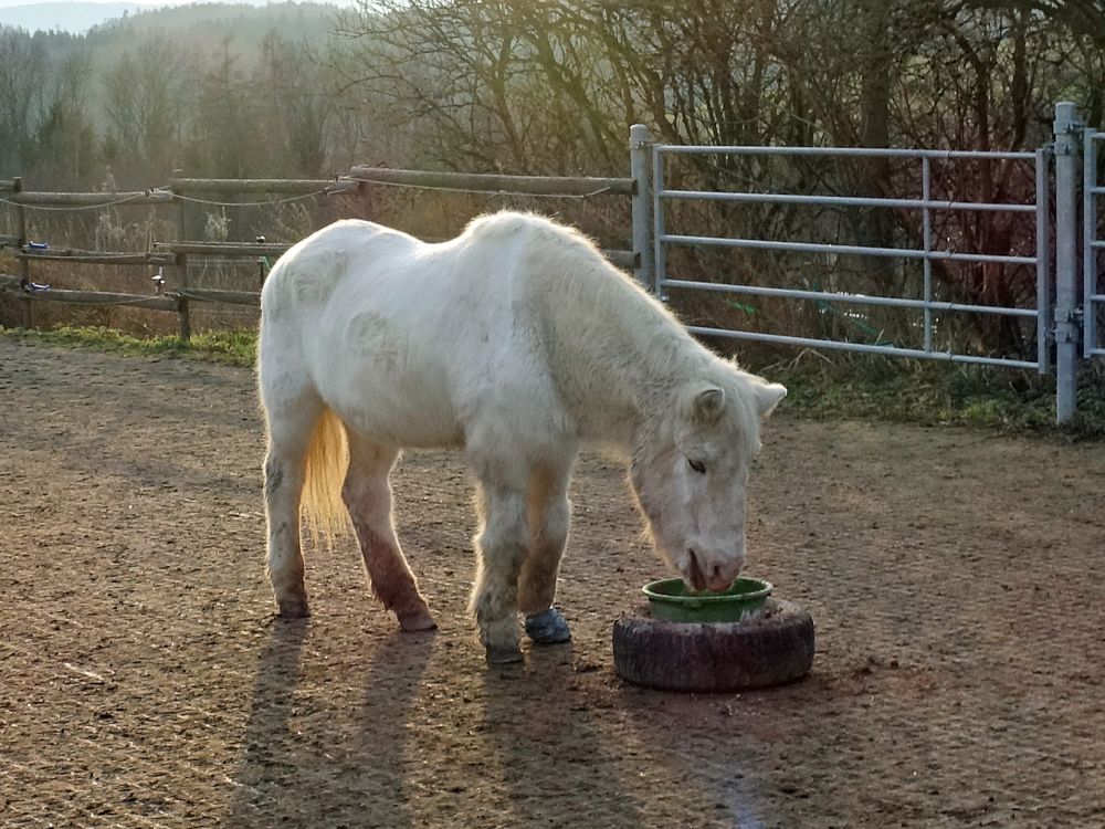 Pferd am Schillerhof