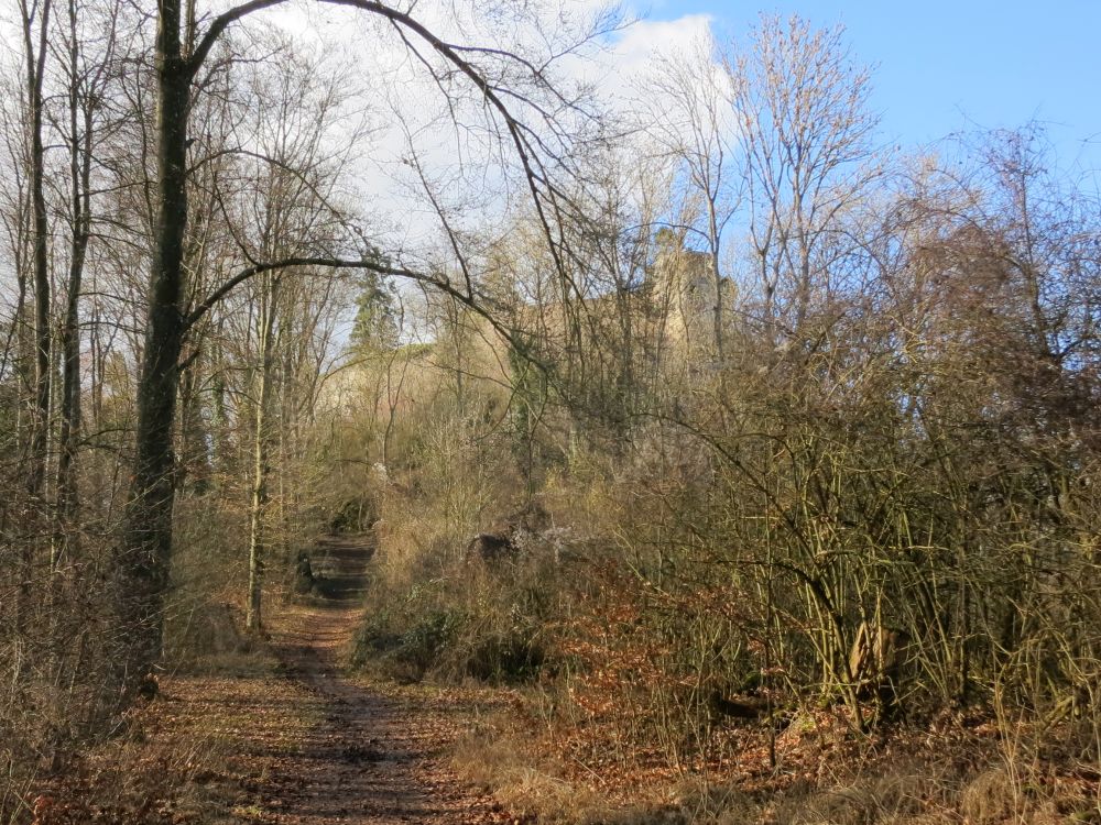 Waldweg zum Mgdeberg