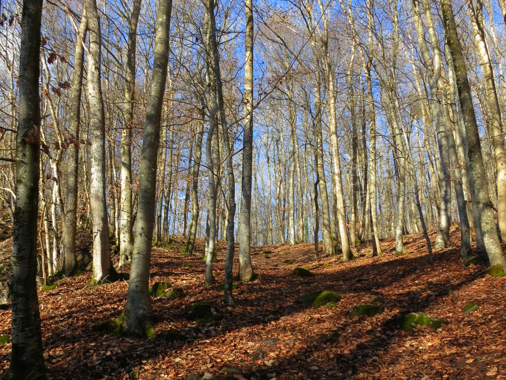 Waldpfad unterm Hohenstoffeln