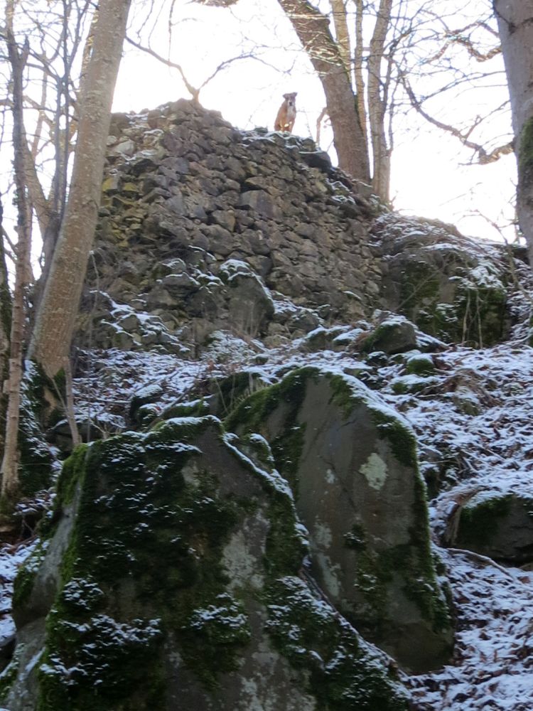 Wachhund auf der Ruine