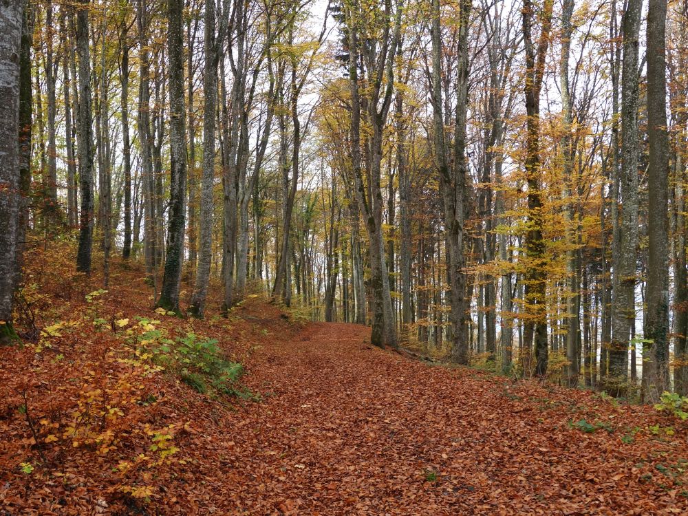 Herbstwald