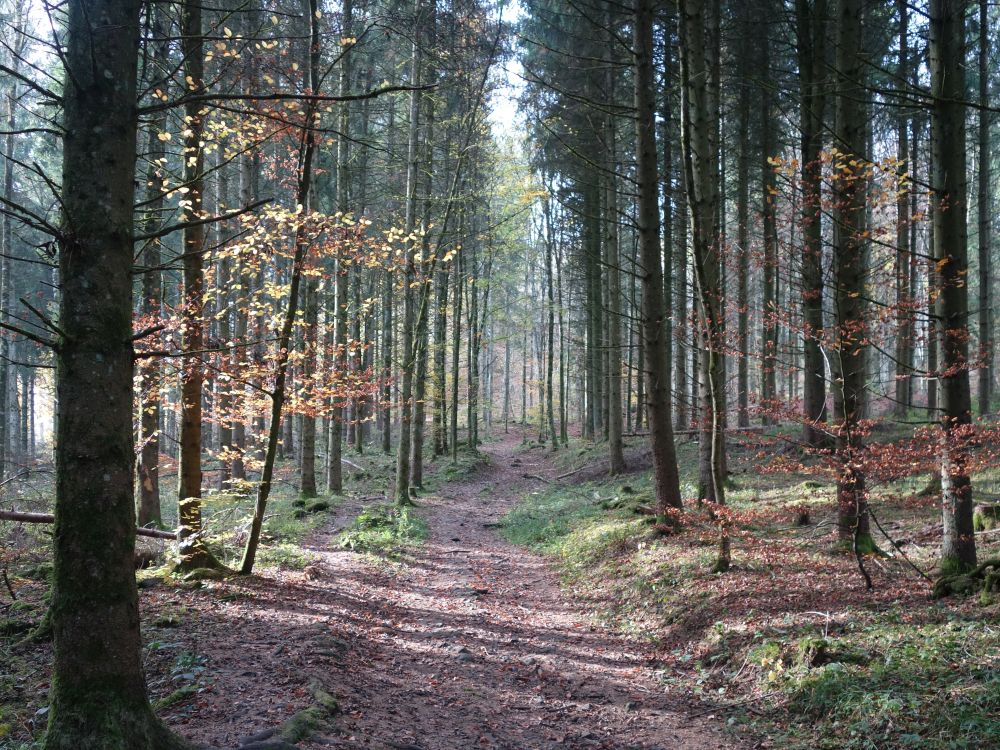 Waldweg