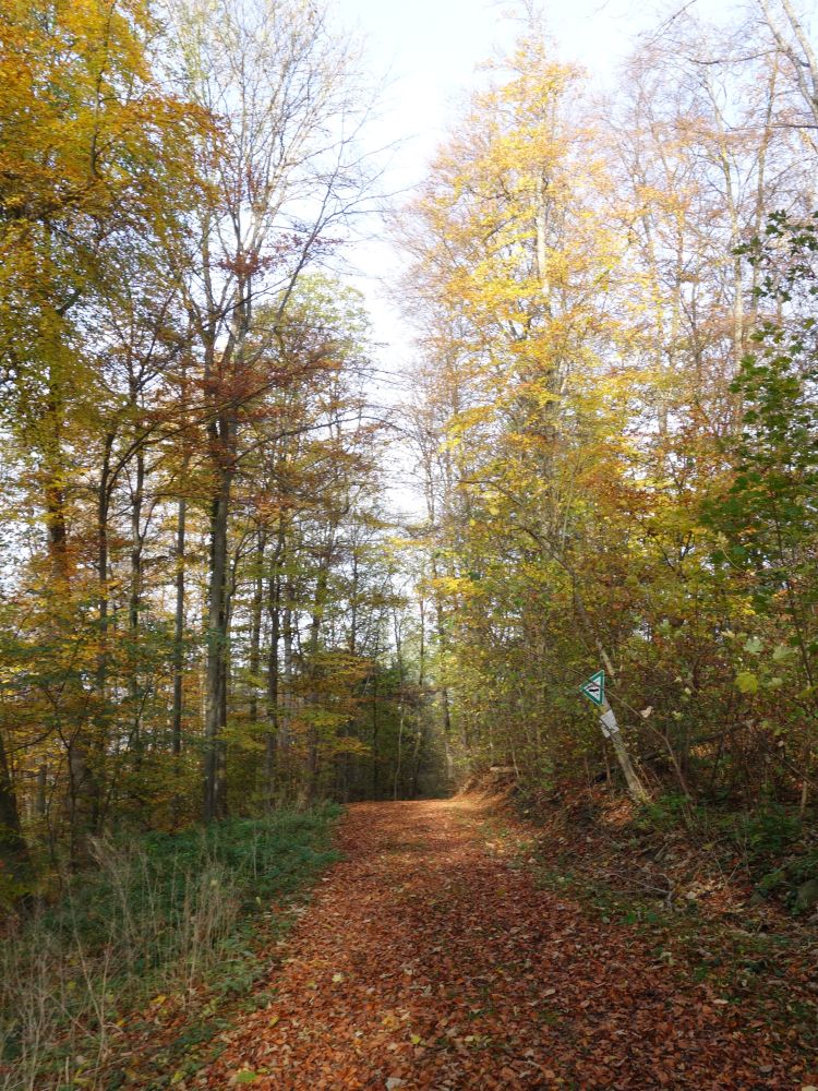 Waldweg