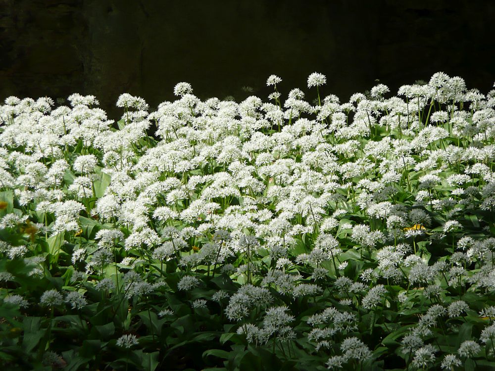 Bärlauch am Friedhof Hohentwiel