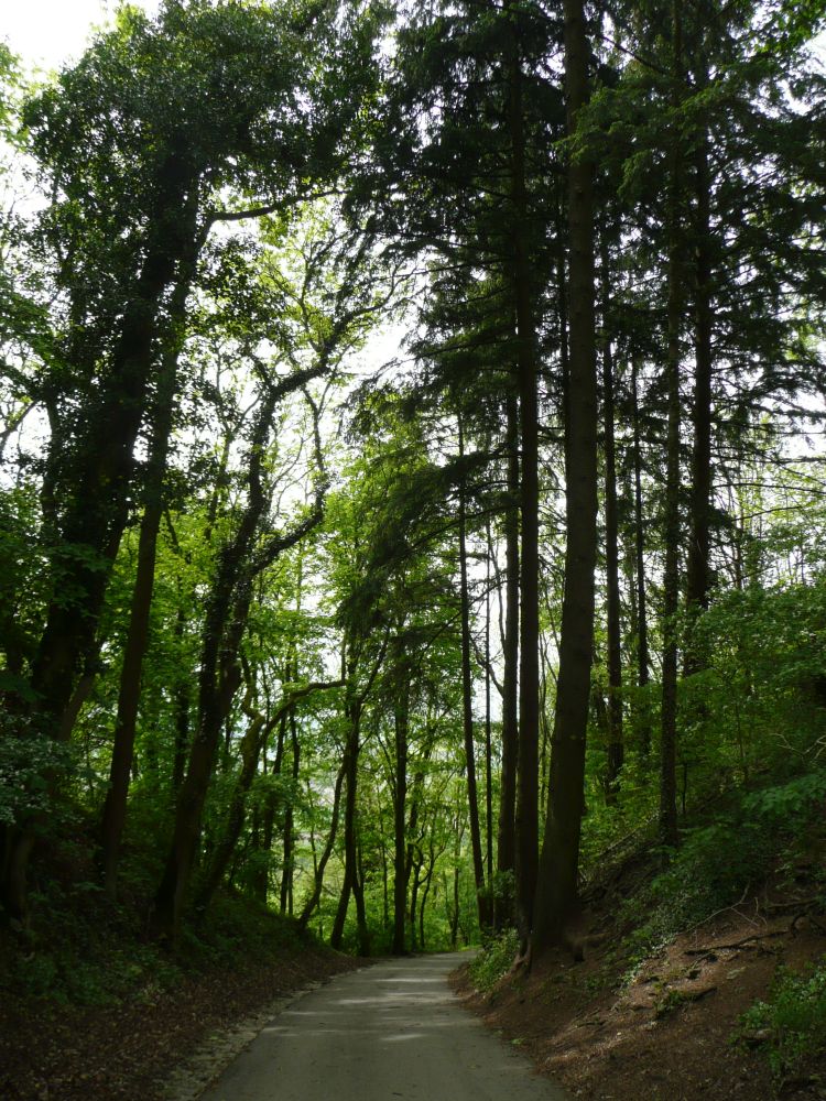 asphaltierter Hauptweg zum Hohentwiel