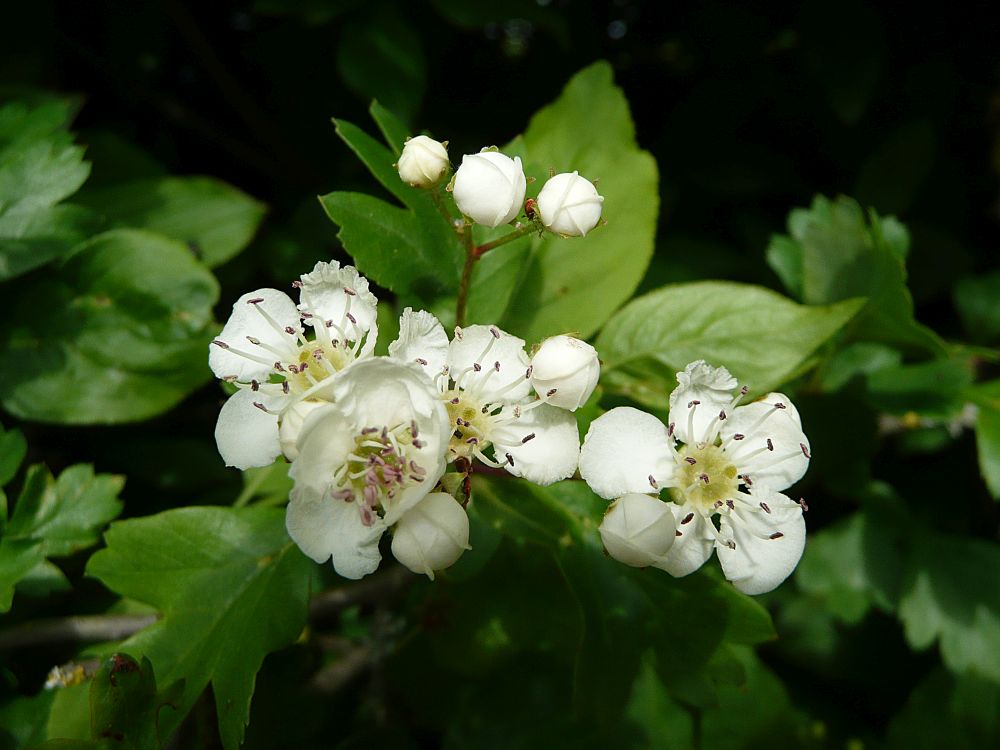 Baumblüte