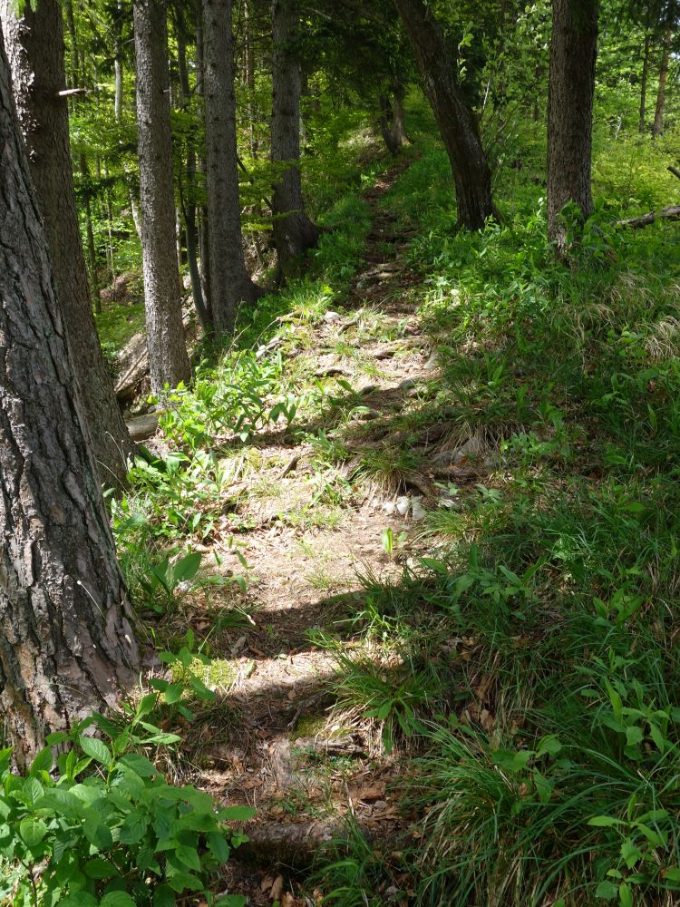 Waldpfad auf Hoh Hengst