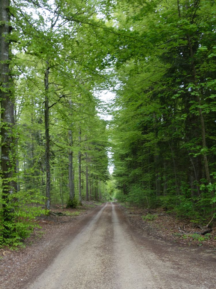 Waldweg am Hagen