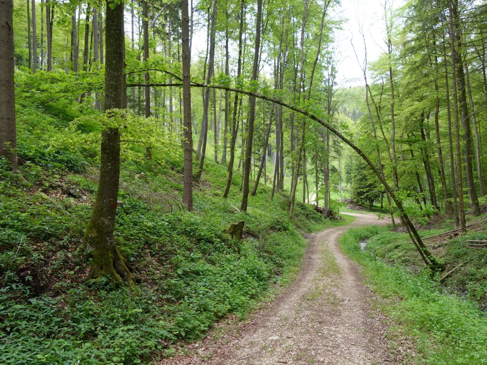 Waldweg ins Mlital