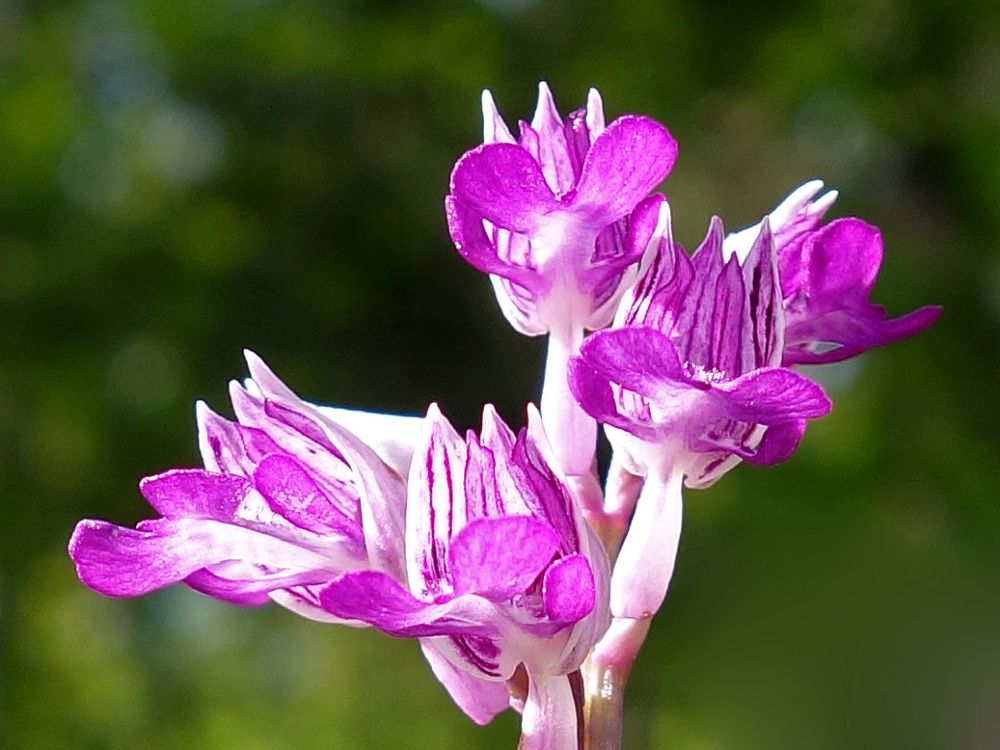 Orchidee (Knabenkraut)