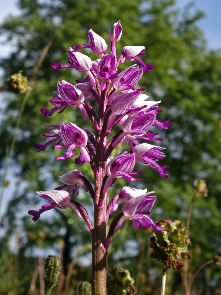 Orchidee (Knabenkraut)