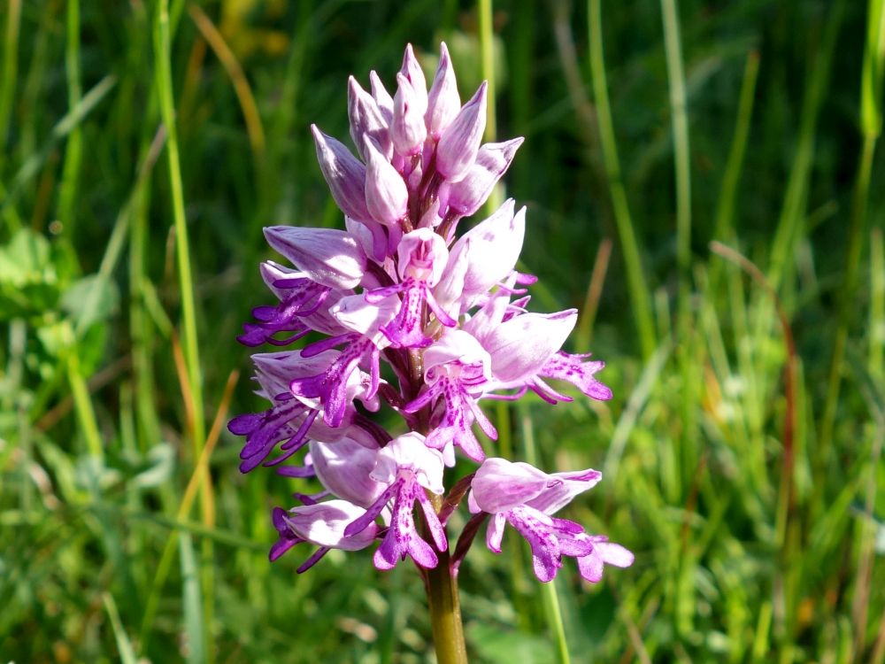 Orchidee (Knabenkraut)