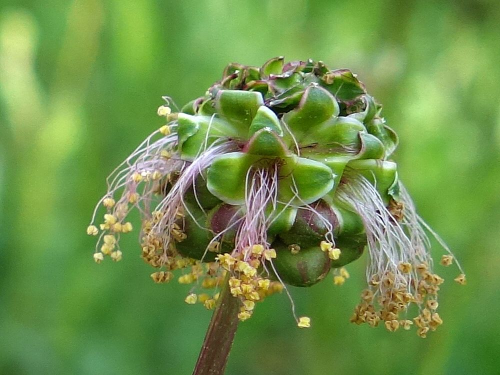 Wiesenknopf, verblht