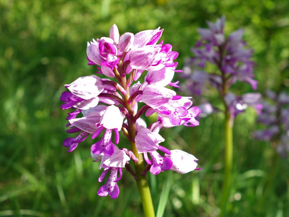 Orchidee (Knabenkraut)