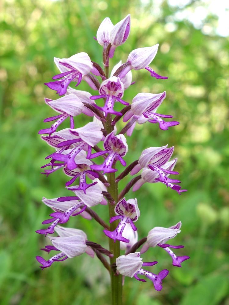 Orchidee (Knabenkraut)