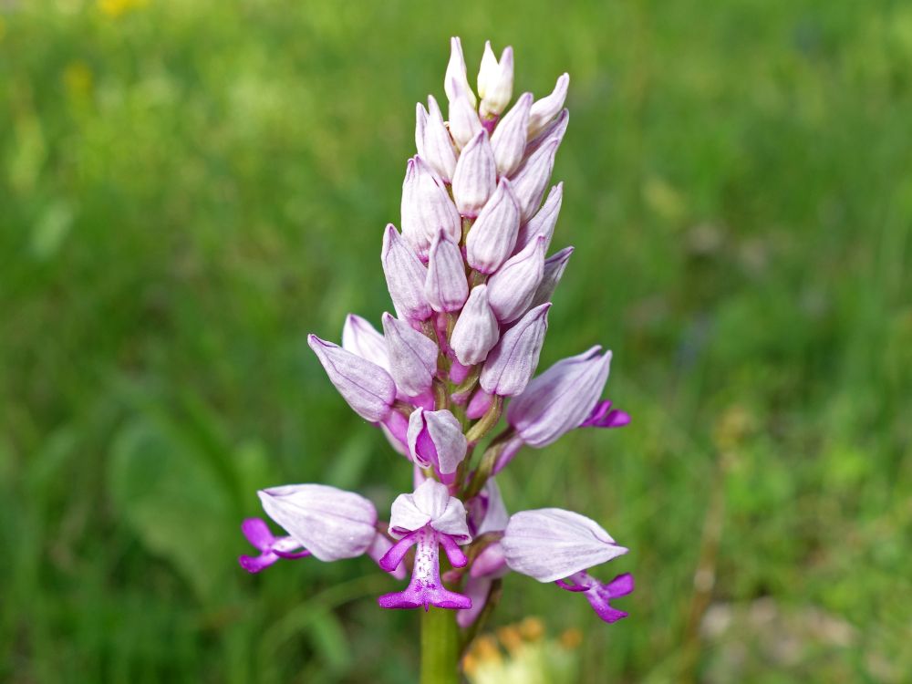 Orchidee (Knabenkraut)