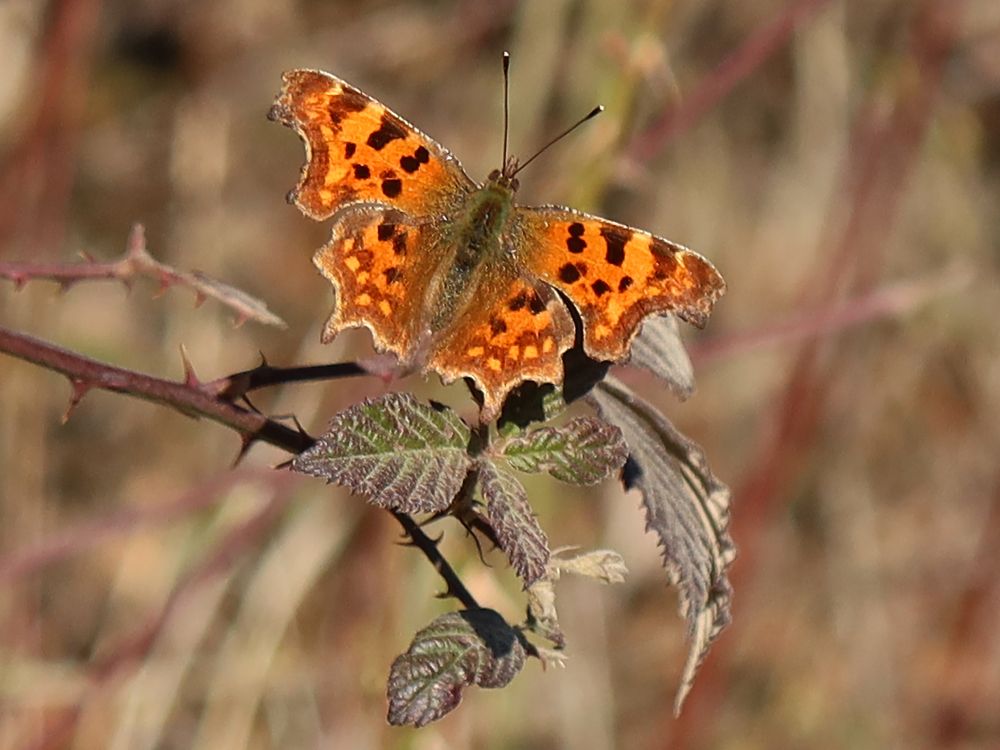 Schmetterling