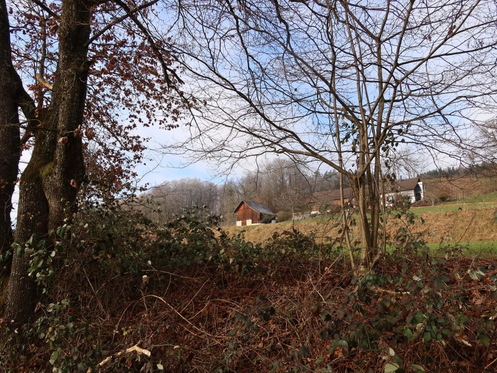 Blick zum Himmelreich