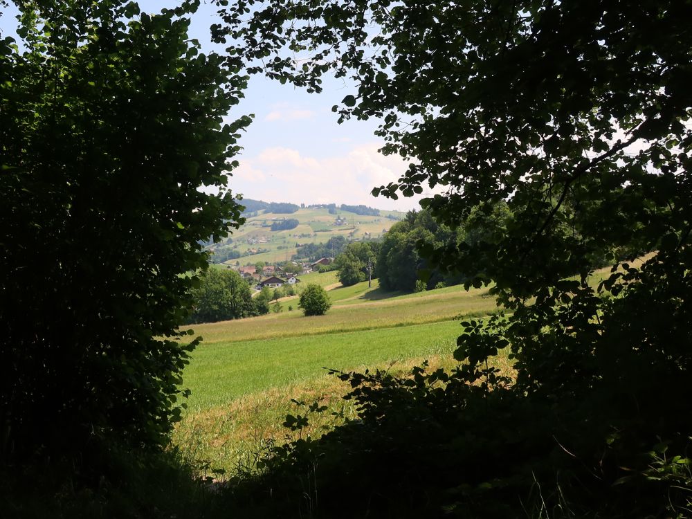 Blick durch eine Baumlücke