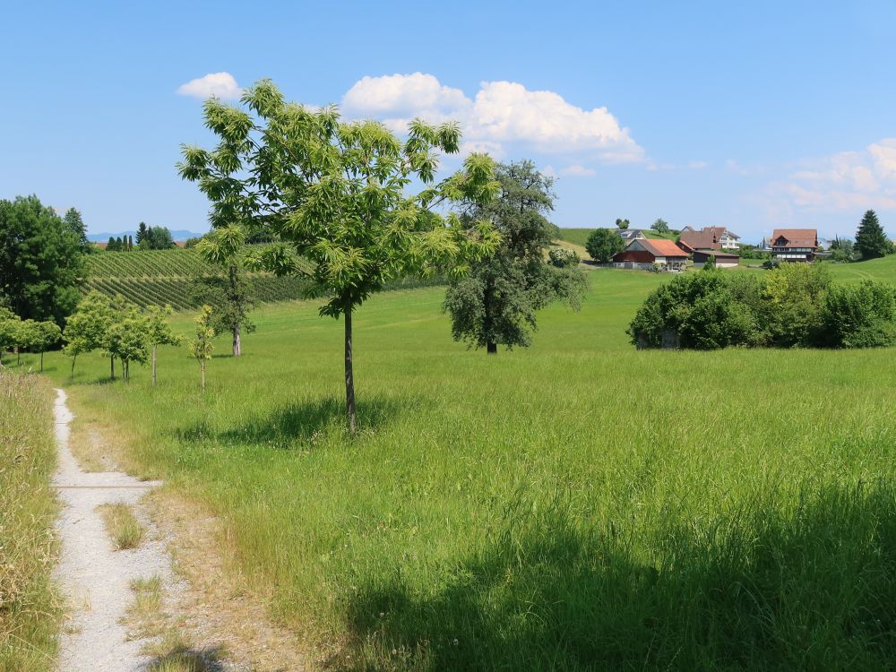 Pilgerweg oberhalb Mülitobel