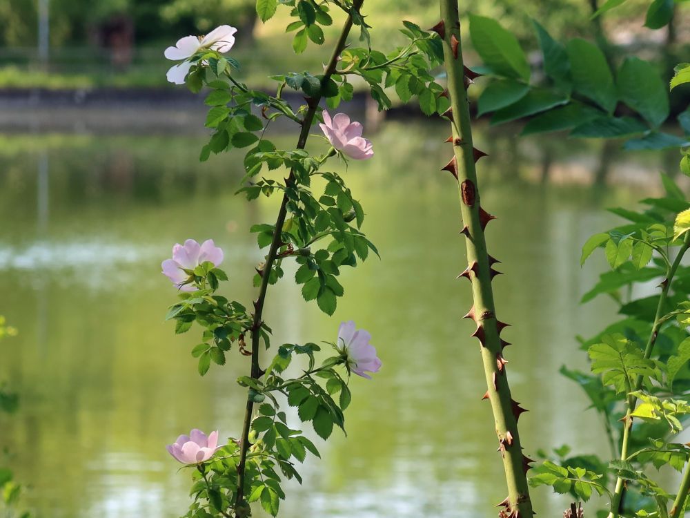 Wildrose mit Dornen